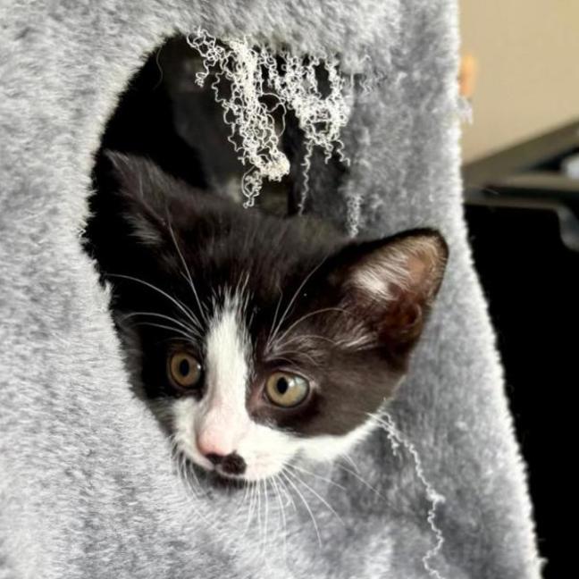 Photo of Rufus