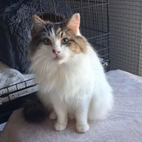 Photo of Aldo ** Needs A New Beginning **