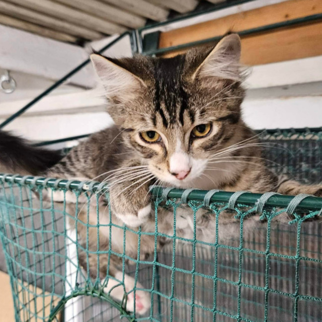 Photo of Benny ** 2nd Chance Cat Rescue **