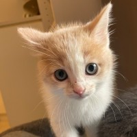 Photo of C1611 Oliver