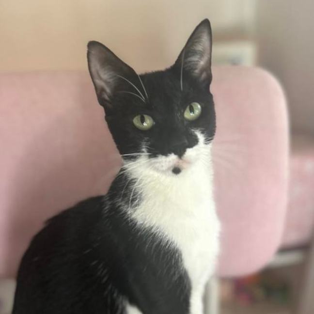 Photo of Nova