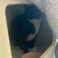 Photo of Ziggy