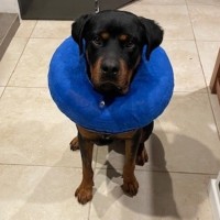 Photo of Enzo 