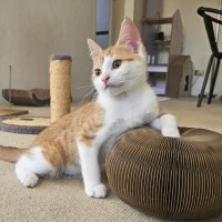 Photo of Ed Sheeran