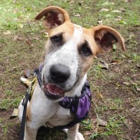 Photo of Daisy