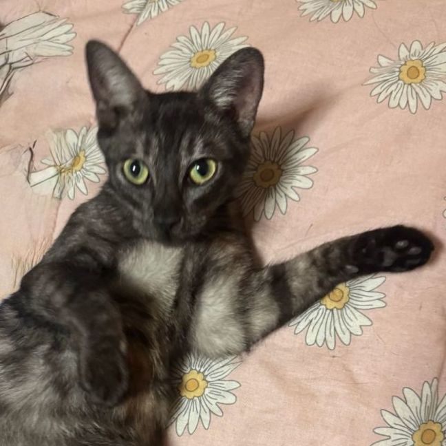 Photo of Kitty