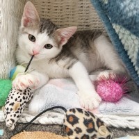 Photo of Nova
