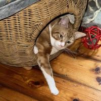 Photo of Frankie