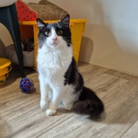 Photo of Honey Pie ** 2nd Chance Cat Rescue **