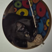 Photo of Luciano **2nd Chance Cat Rescue**