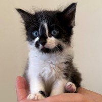 Photo of C1446 Sammi 