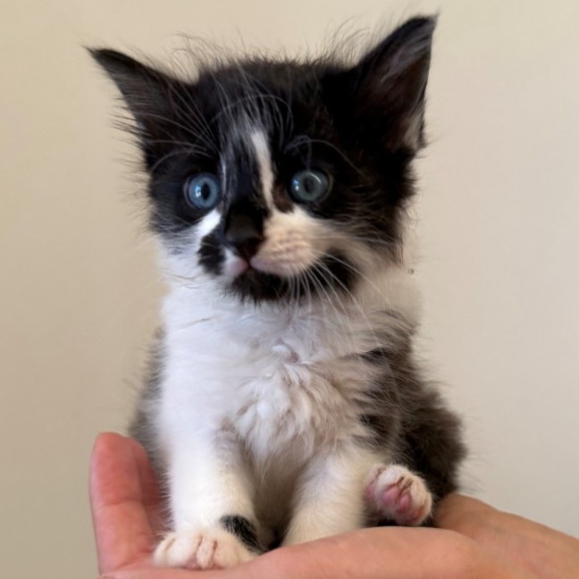 Photo of C1446 Sammi 