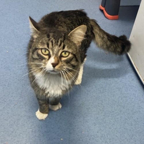 Tommy - Domestic Long Hair (DLH) Cat