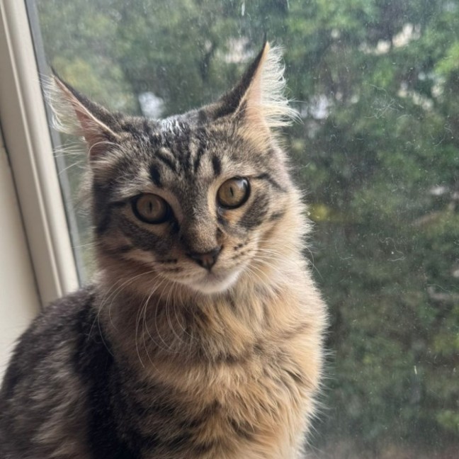 Photo of Benji