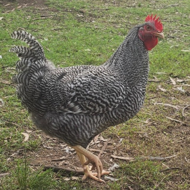 Photo of Plymouth Rock