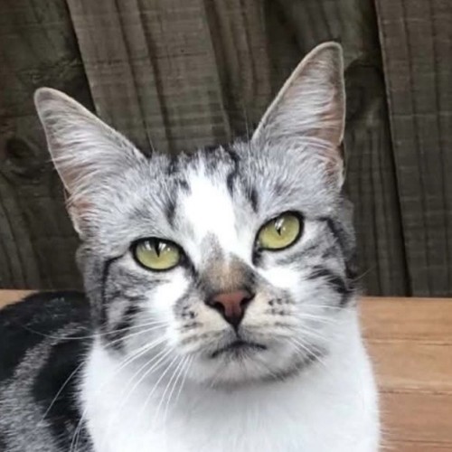 Brenda - Domestic Short Hair (DSH) Cat