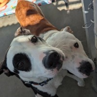 Photo of Patch & Chief
