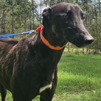 Photo of Jugger