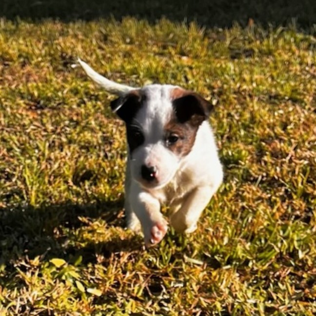 Photo of Maverick