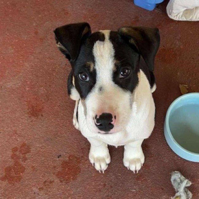 Photo of Odie