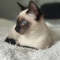 Photo of Phineas And Feb