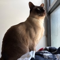 Photo of Charlie **2nd Chance Cat Rescue**
