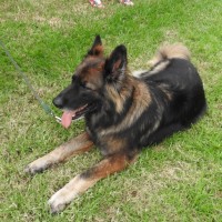 Photo of Wolfe