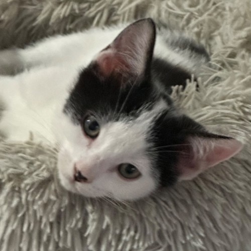 Parker 🧡💙 - Domestic Short Hair (DSH) Cat