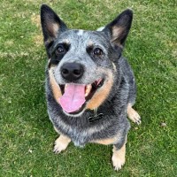 Photo of Rex