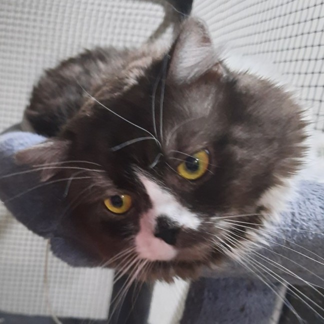 Photo of Dudley