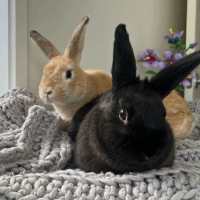 Photo of Eggy & Ellis