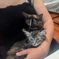 Photo of Bluebell