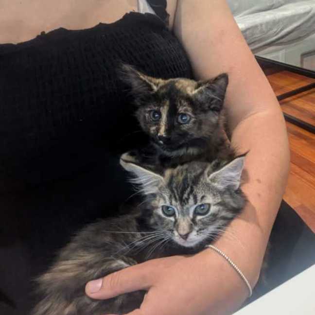 Photo of Bluebell