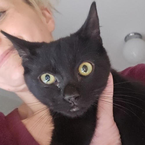 $250 Prosciutto - Domestic Short Hair (DSH) Cat