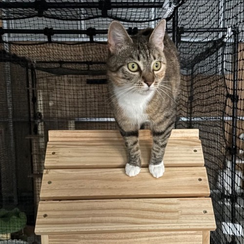 Milkshake - Domestic Short Hair (DSH) Cat