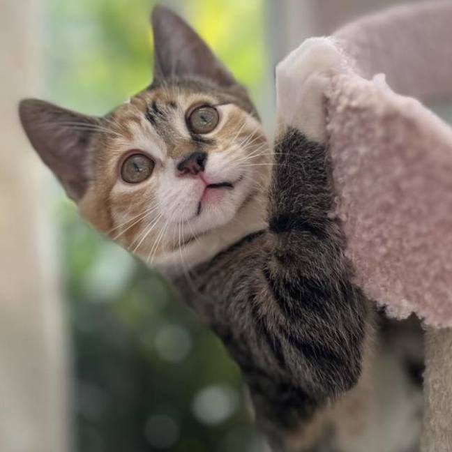 Photo of 💛 Gracie 💛