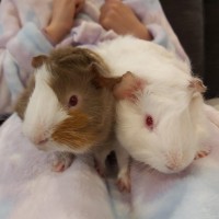 Photo of 🐹Steve & Ian🐹 (Located In Mitcham)