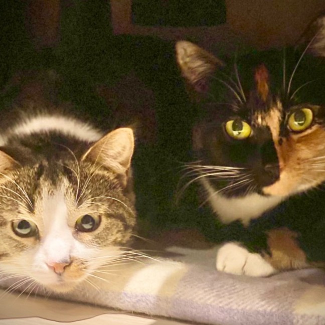 Photo of Gossip & Harlow 