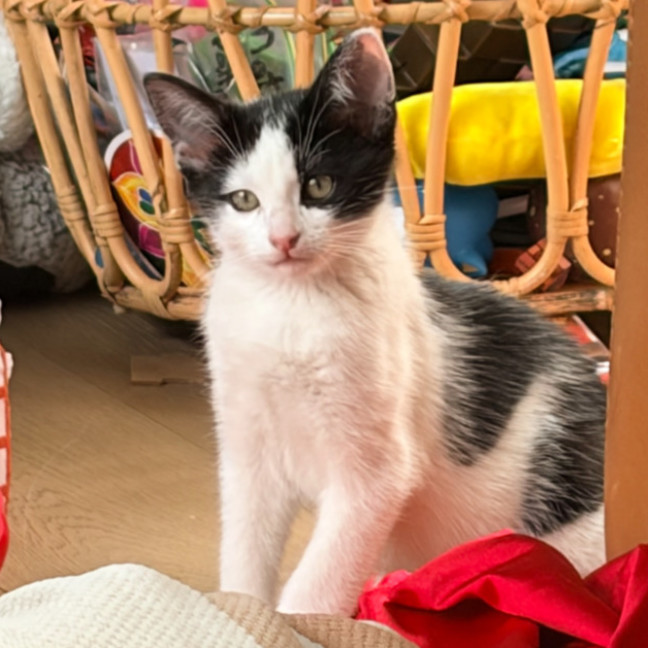 Photo of Pepper