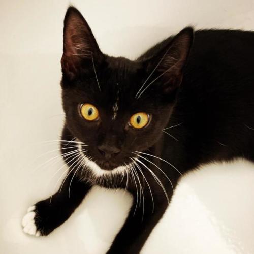 $250 Jet - Domestic Short Hair (DSH) Cat