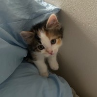 Photo of Marquise De Merteuil