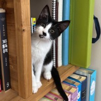 Photo of Miffy   Located In Wantirna South