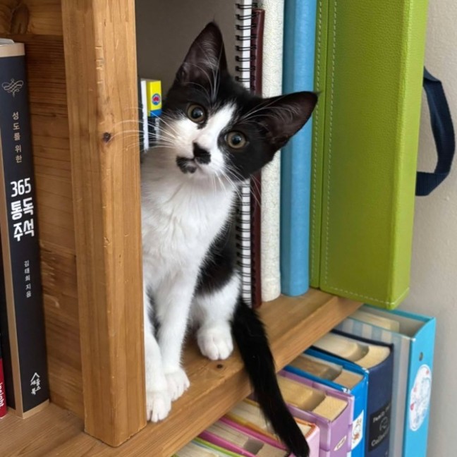 Photo of Miffy   Located In Wantirna South