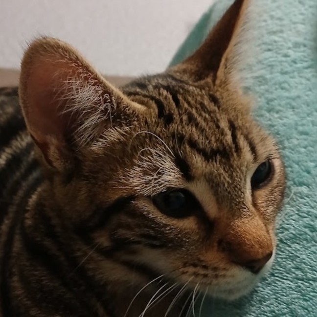 Photo of Misha