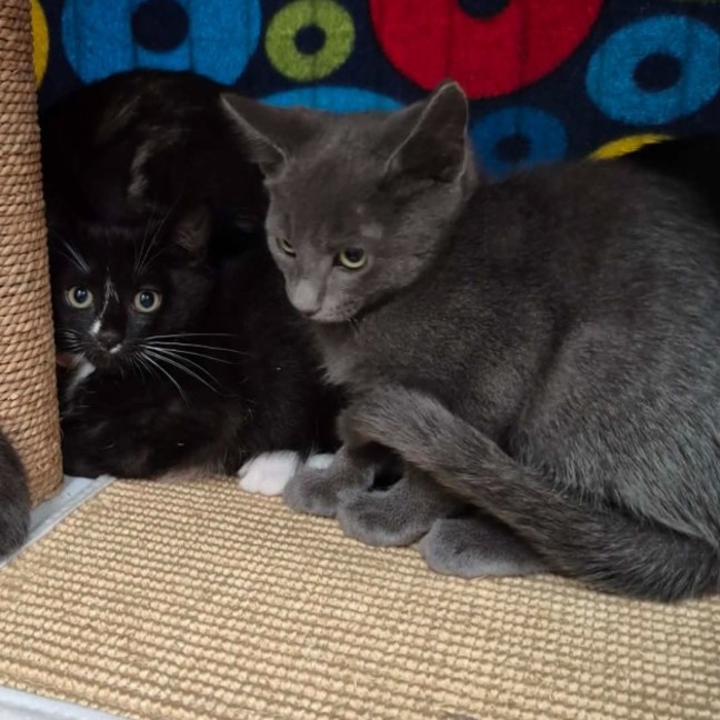 Photo of Eric ** 2nd Chance Cat Rescue **