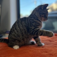 Photo of Toe Beans