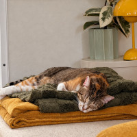Photo of Olive