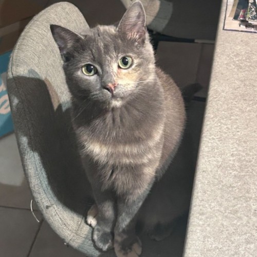 Miss Ivy May 🌱  - Domestic Short Hair (DSH) Cat