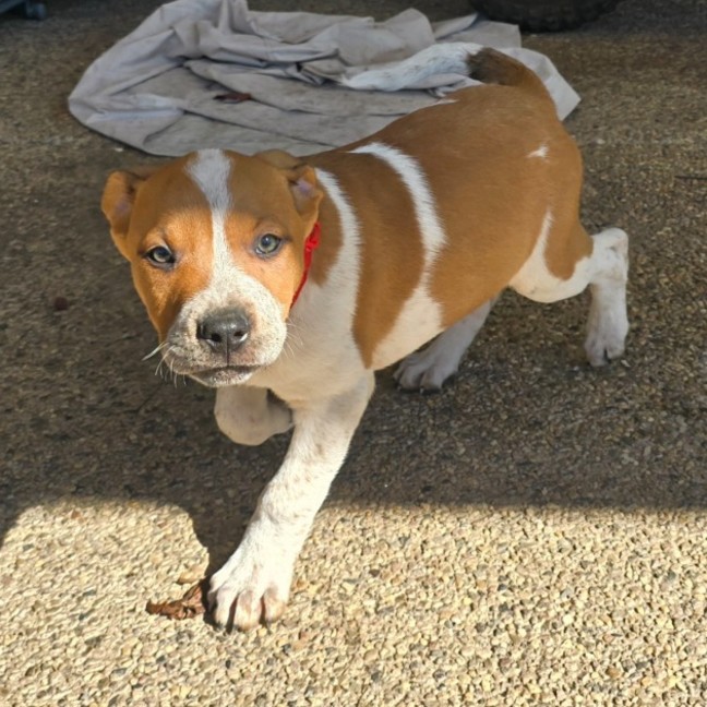 Photo of Crudo