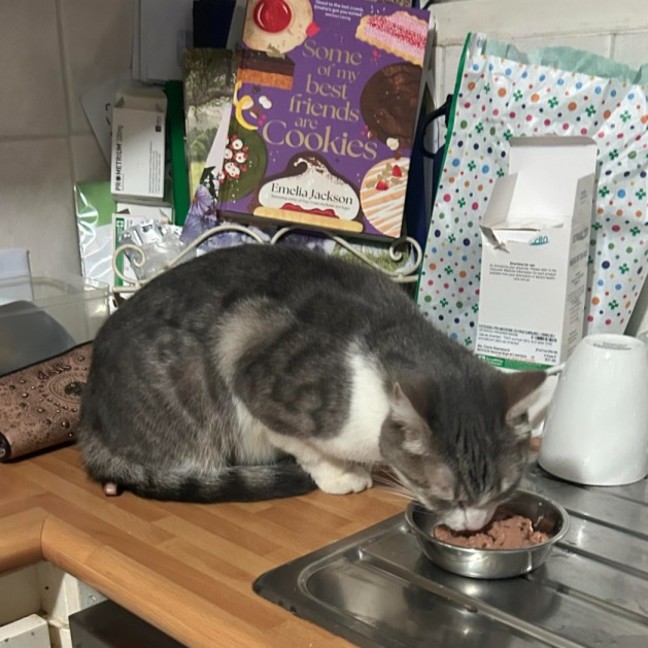 Photo of Bailey And Odin